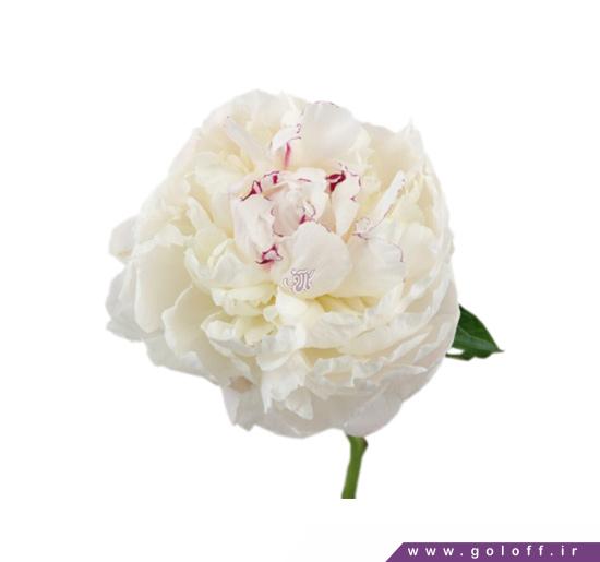 گل فروشی اینترنتی - گل صد تومانی فرنواز - Farnavaz | گل آف